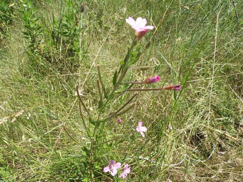 Epilobium sp.