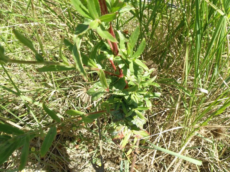 Epilobium sp.