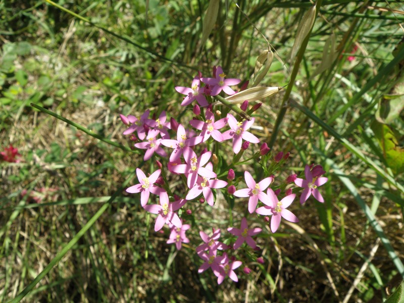 Centaurium erythraea