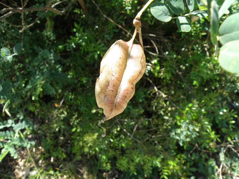 Colutea arborescens / Vesicaria