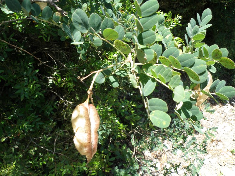 Colutea arborescens / Vesicaria