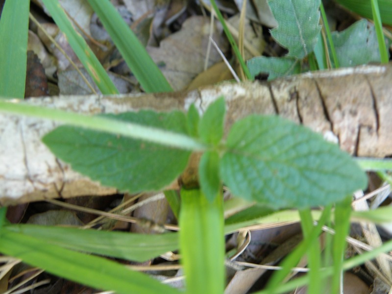 Clinopodium vulgare / Clinopodio dei boschi
