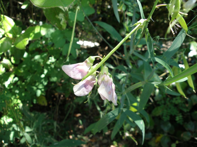 Lathyrus sylvestris