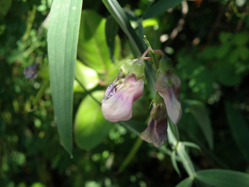 Lathyrus sylvestris