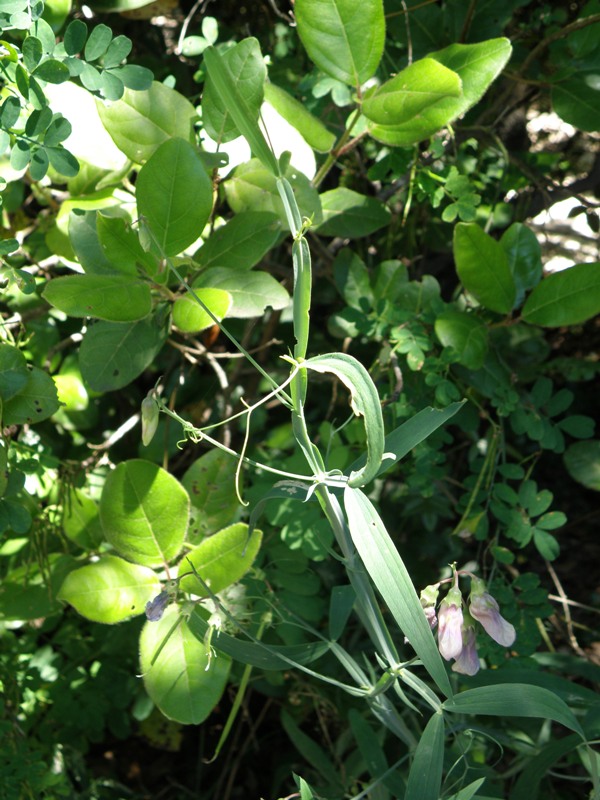 Lathyrus sylvestris