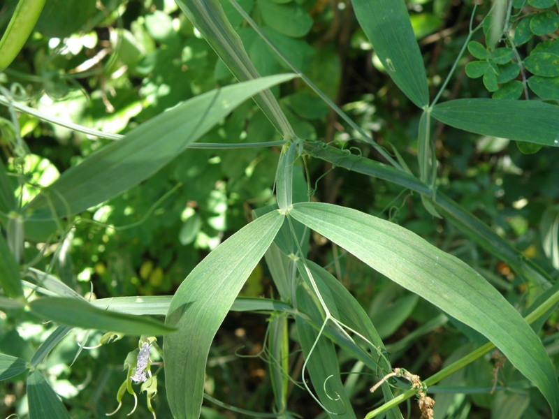 Lathyrus sylvestris