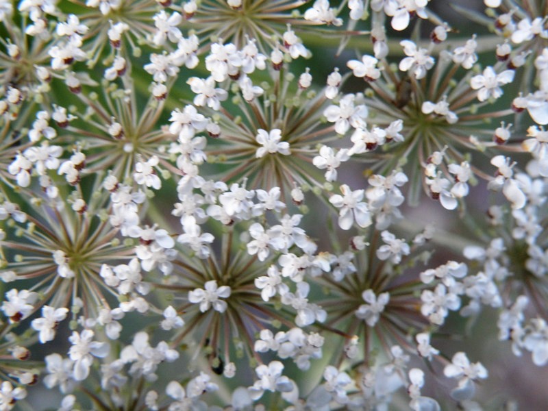 Daucus carota e Sambucus ebulus