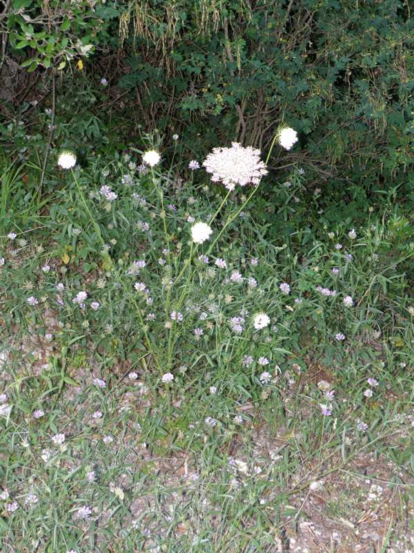 Daucus carota e Sambucus ebulus