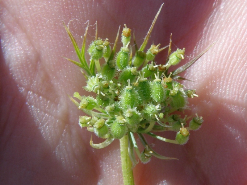 Daucus sp.