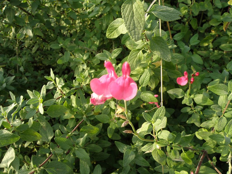 Salvia microphylla (=Salvia grahamii) / Salvia cespugliosa