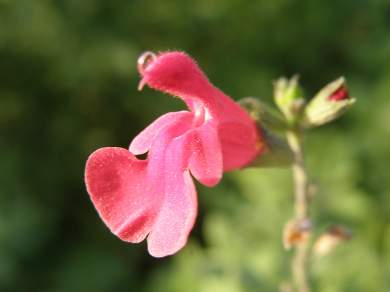 Salvia microphylla (=Salvia grahamii) / Salvia cespugliosa