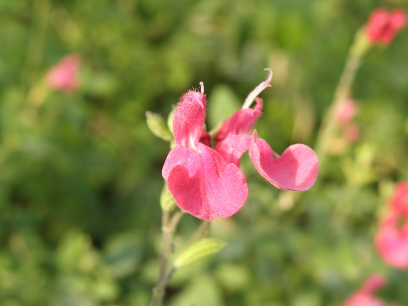 Salvia microphylla (=Salvia grahamii) / Salvia cespugliosa