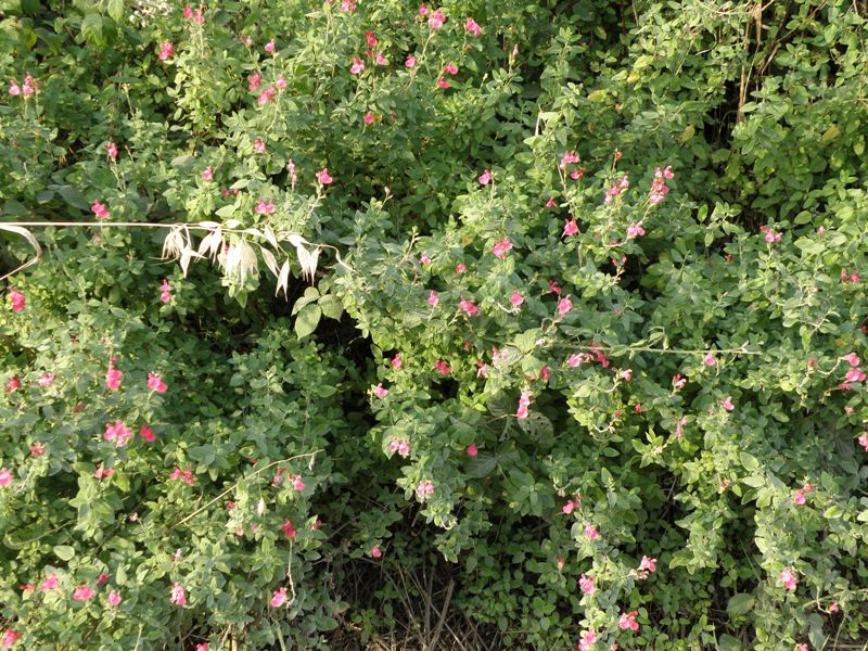 Salvia microphylla (=Salvia grahamii) / Salvia cespugliosa