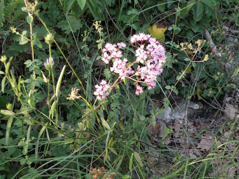 Origanum vulgare / Origano comune