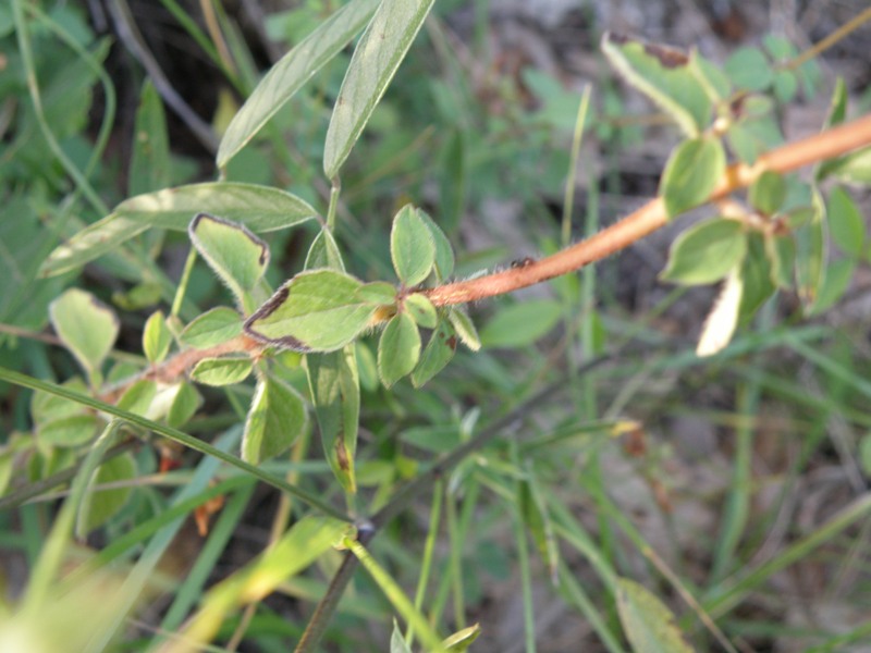 Origanum vulgare / Origano comune