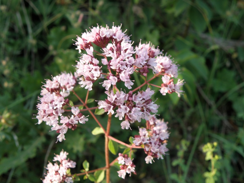 Origanum vulgare / Origano comune