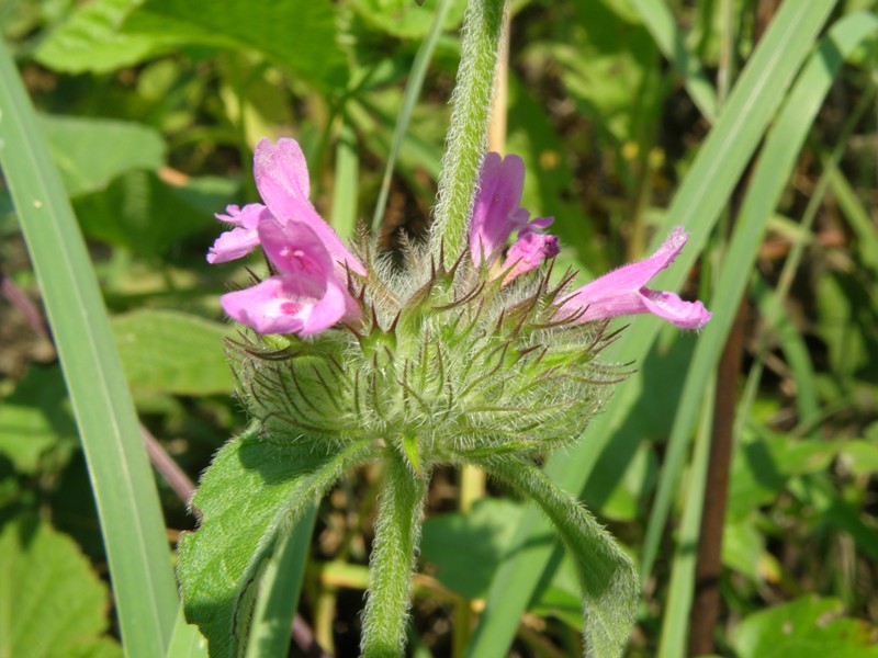 Clinopodium vulgare s.l.