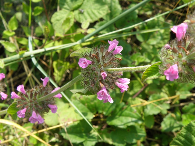 Clinopodium vulgare s.l.