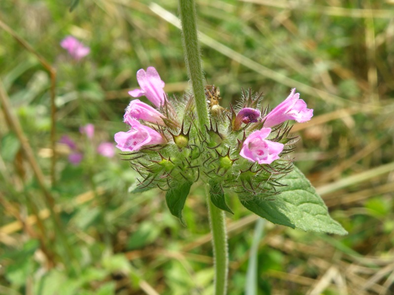 Clinopodium vulgare s.l.