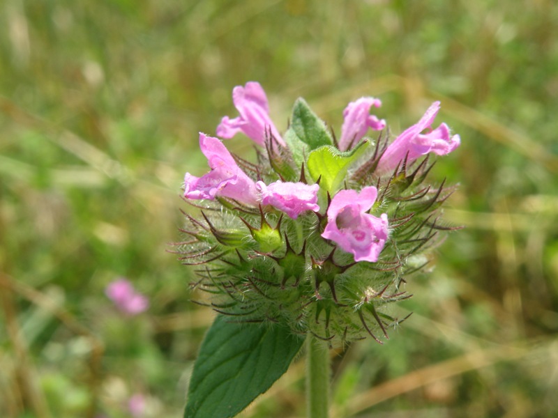 Clinopodium vulgare s.l.