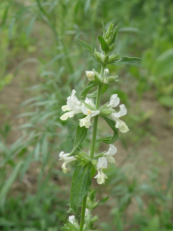 Stachys annua ?