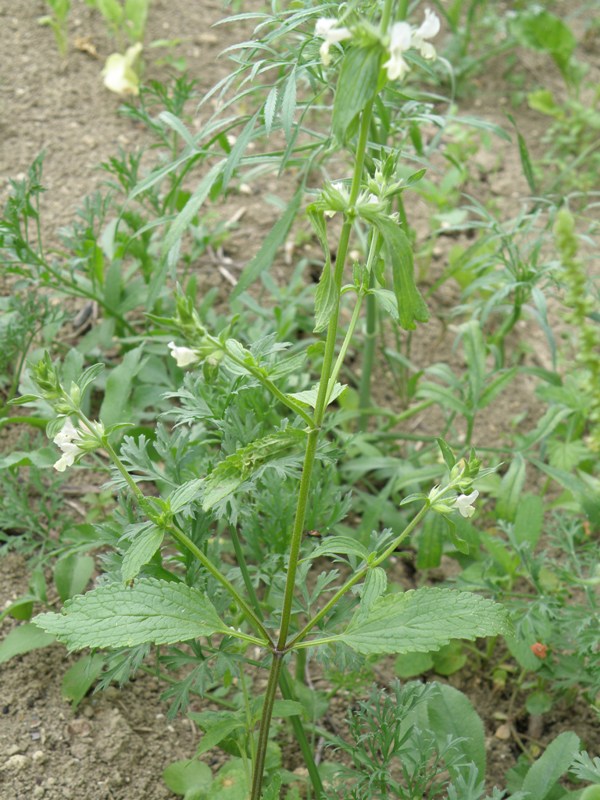 Stachys annua ?