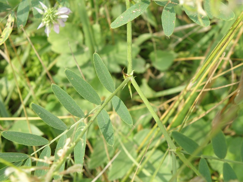 Galega officinalis / Capraggine