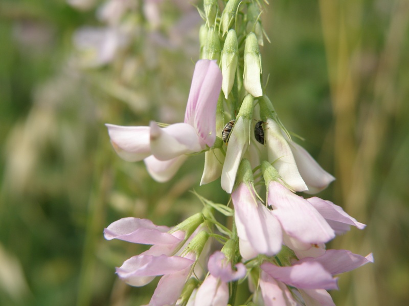 Galega officinalis / Capraggine