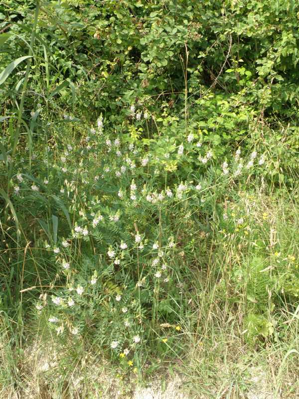 Galega officinalis / Capraggine