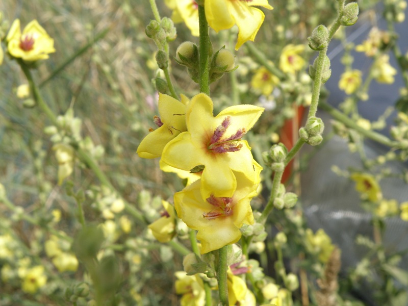 Verbascum sinuatum e Echium cfr.creticum