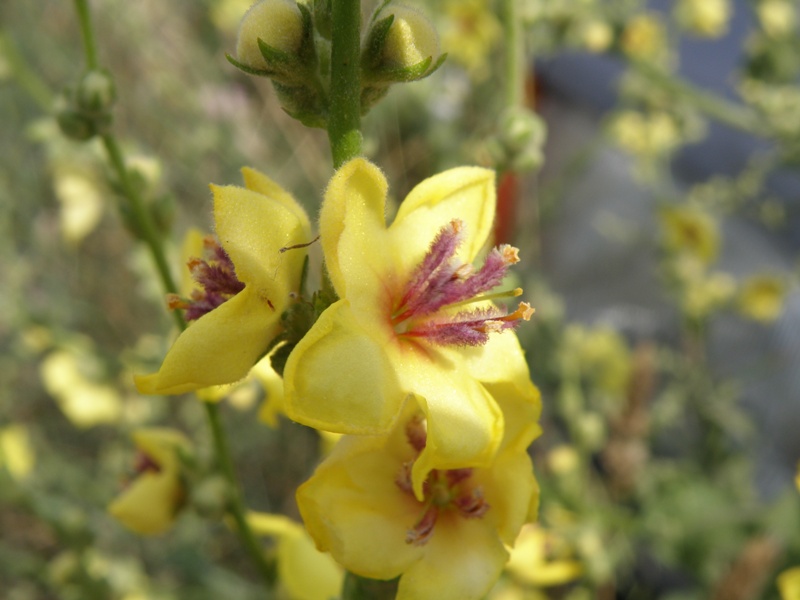 Verbascum sinuatum e Echium cfr.creticum