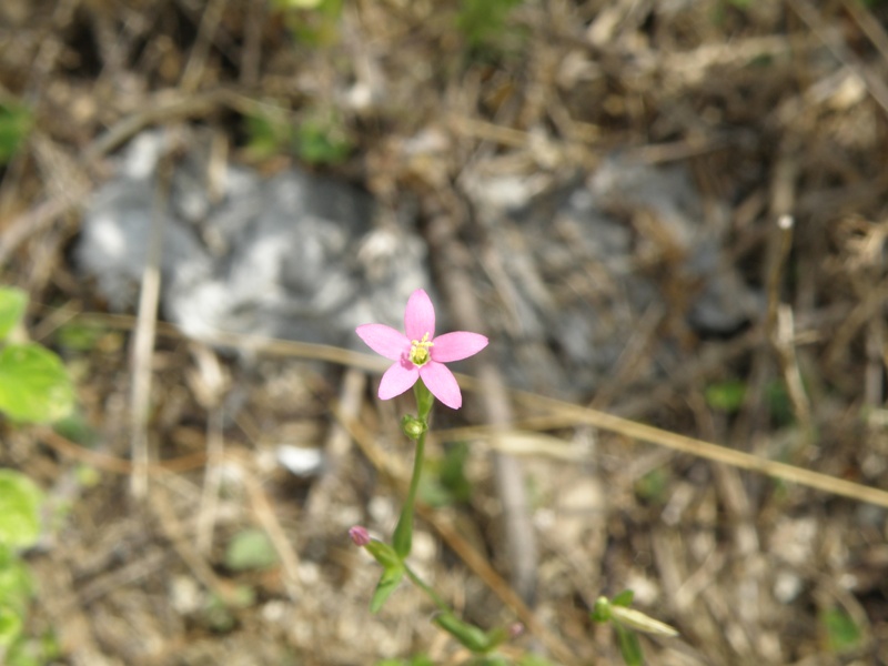 Centaurium erythraea