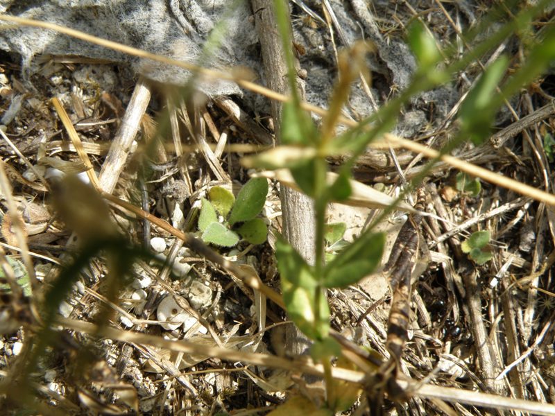 Centaurium erythraea