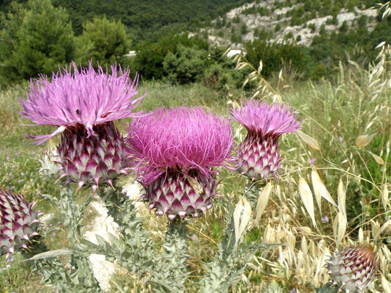 si tratta di .. Onopordum illyricum