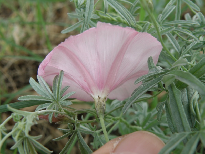 Convolvulus elegantissimus / Vilucchio elegantissimo