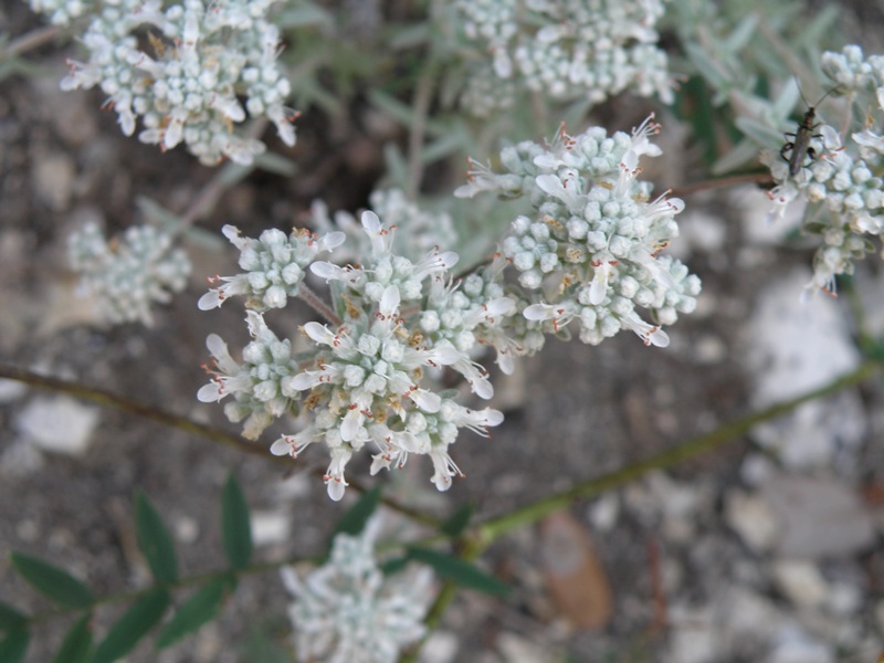 Teucrium capitatum / Camedrio a testa grossa