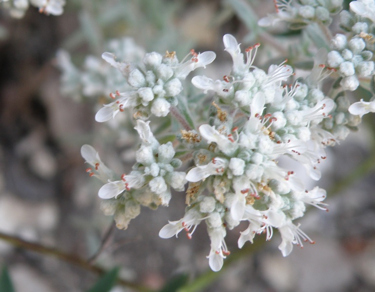 Teucrium capitatum / Camedrio a testa grossa