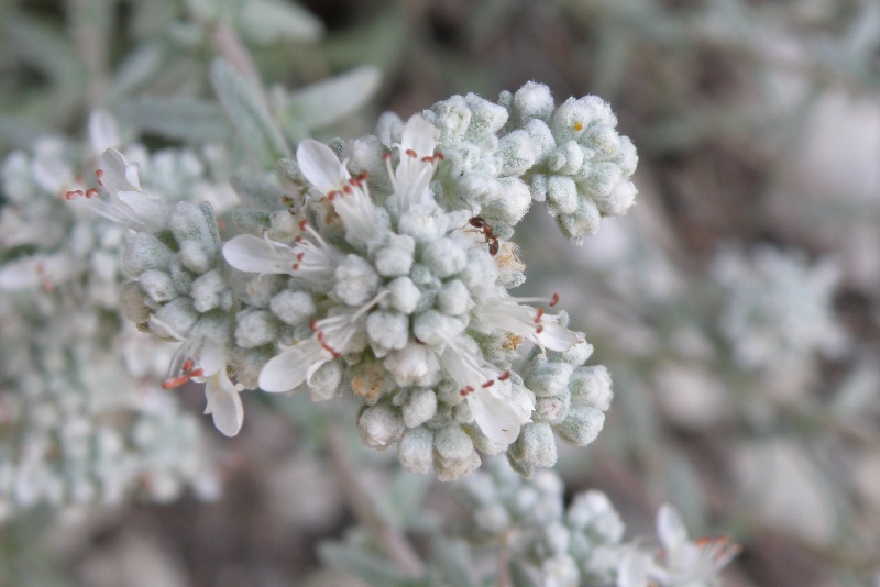 Teucrium capitatum / Camedrio a testa grossa