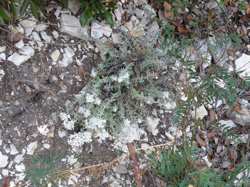 Teucrium capitatum / Camedrio a testa grossa