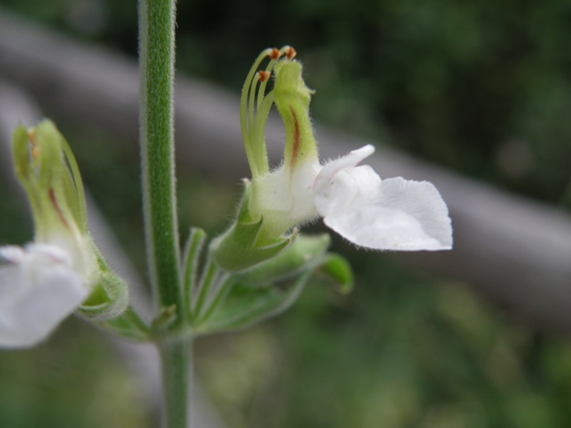 Teucrium flavum / Camedrio doppio