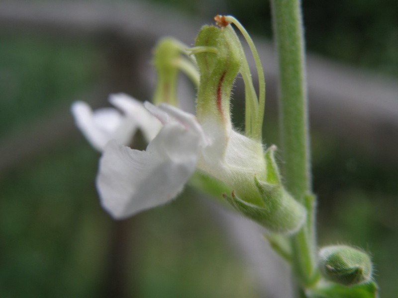 Teucrium flavum / Camedrio doppio