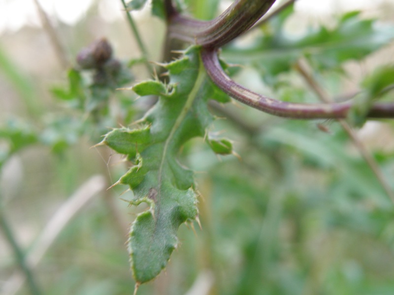 Cirsium arvense