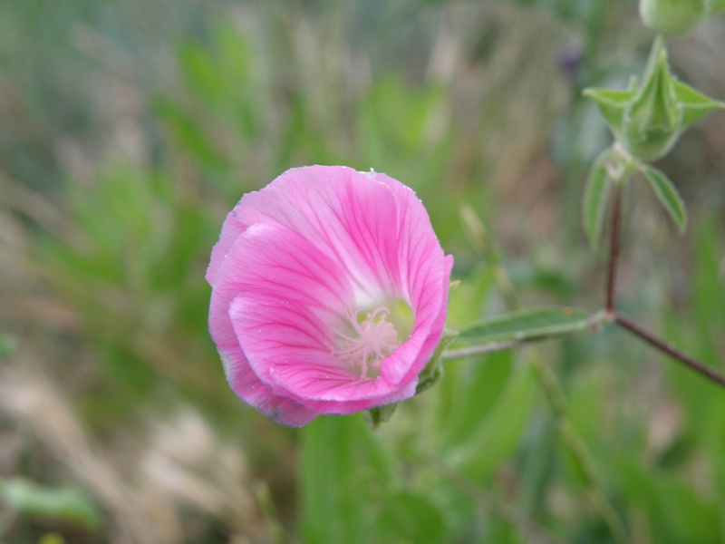 Lavatera punctata