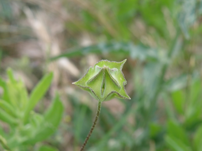 Lavatera punctata