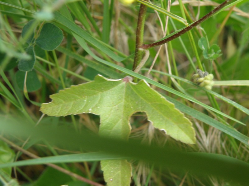 Lavatera punctata