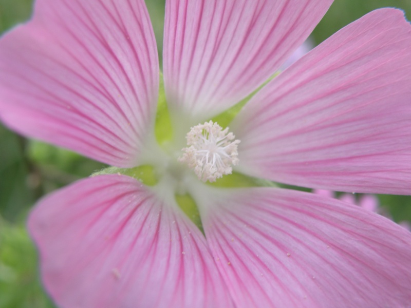 Lavatera punctata