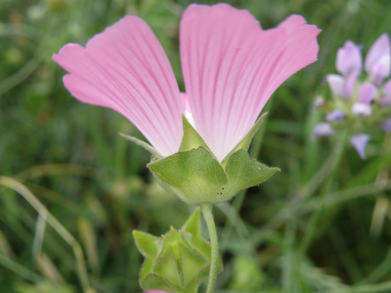 Lavatera punctata