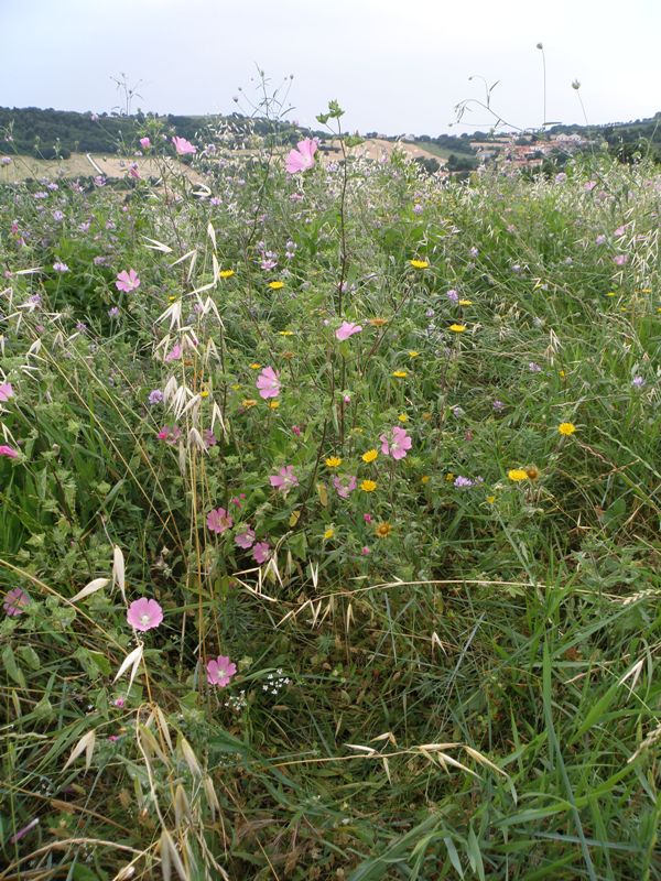 Lavatera punctata