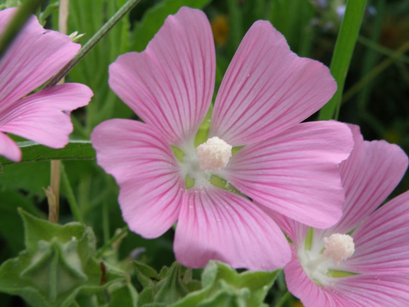 Lavatera punctata