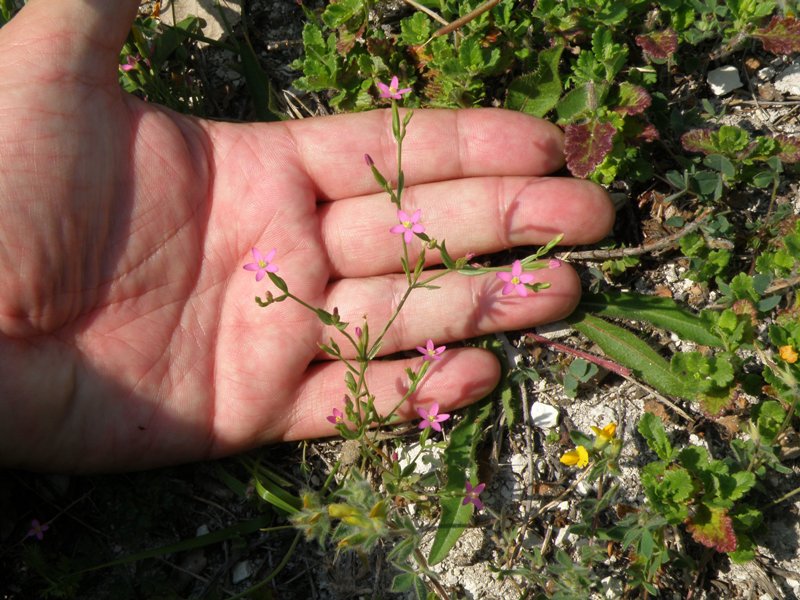 Centaurium pulchellum / Centauro elegante